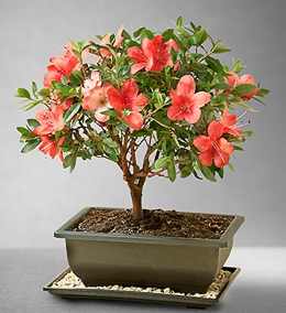 mothers day bonsai trees